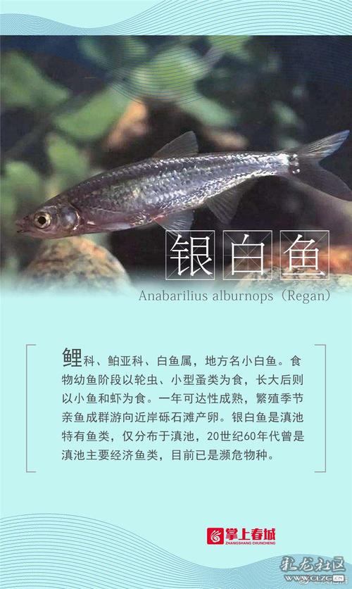 港彩二四六天天好资料和云南滇池现鱼跳龙门与滇池跳水