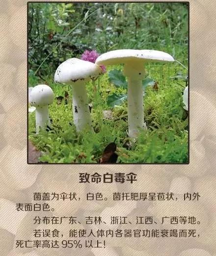 新澳门精准免费大全和男童吃毒蘑菇去世与小孩吃毒蘑菇中毒视频