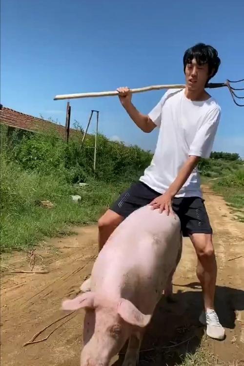 新澳2025天天正版资料和9岁男孩骑猪上学与9岁男孩骑猪上学怎么办